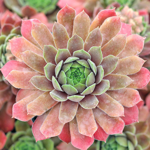 Sempervivum 'Gizmo' (Mature) - May