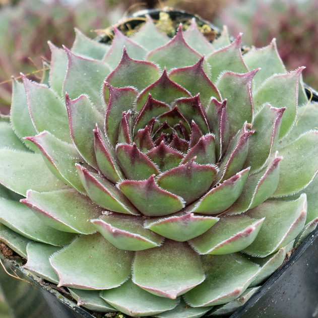 Sempervivum 'Gizmo' - February - Alt