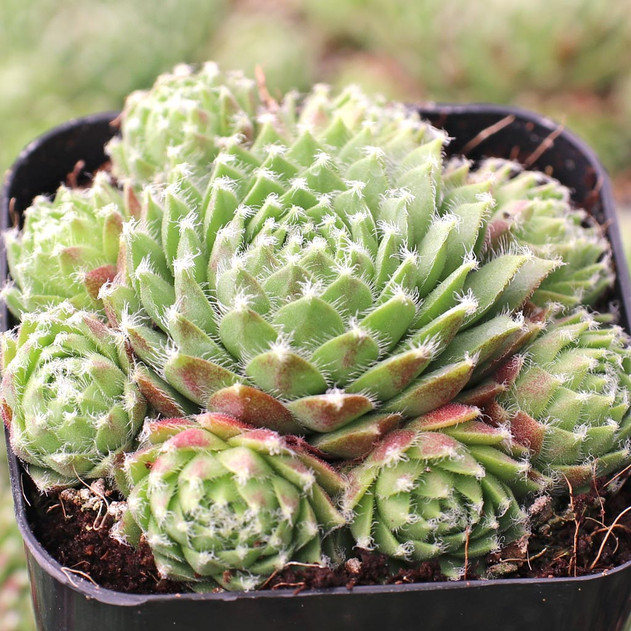 Sempervivum 'Jeanne d'Arc'