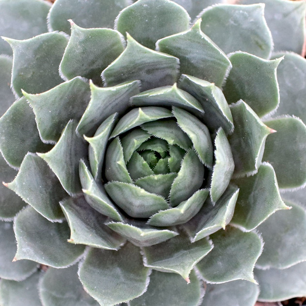 Chick Charms® Berry Blues™ (Young) - March