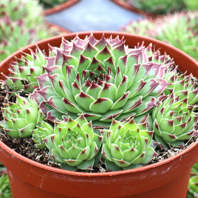 Chick Charms® Mint Marvel™