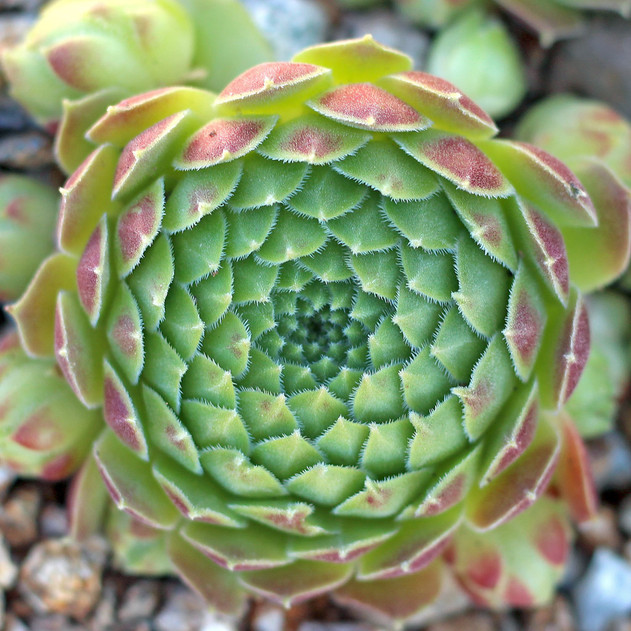 Sempervivum atlanticum (Outdoors) - May