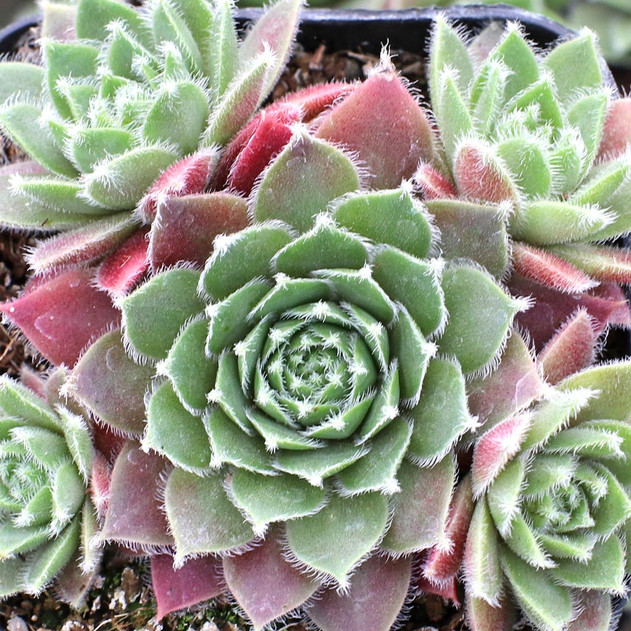 Sempervivum 'Trazo'
