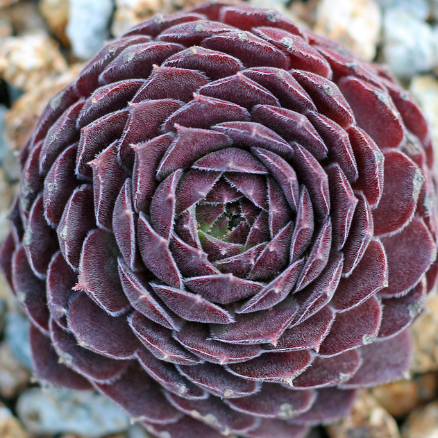 Chick Charms® Berry Bomb™ (Outdoors) - February