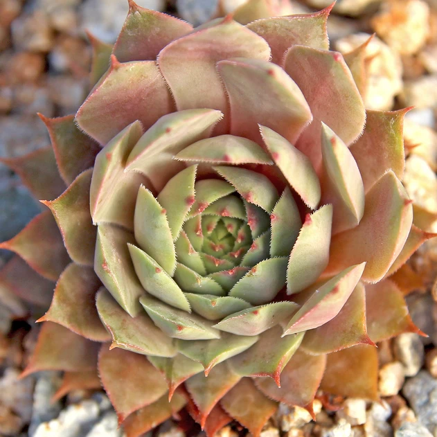 Sempervivum 'Zircon' (Outdoors) - August