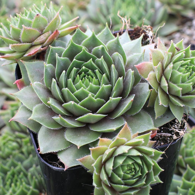 Sempervivum 'Zircon'