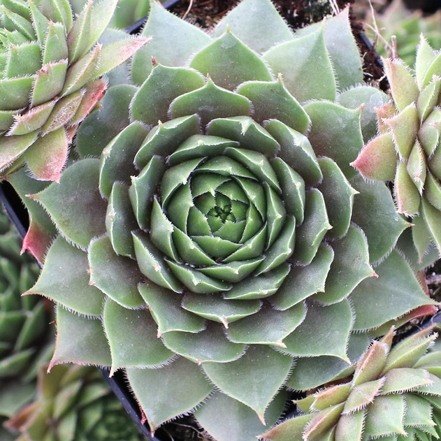 Sempervivum 'Zircon'