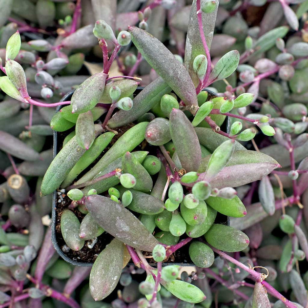 Othonna capensis 'Ruby Necklace'