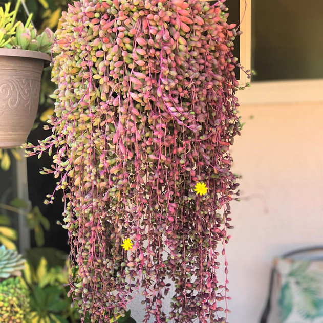 Othonna capensis 'Ruby Necklace' (photo by Reddit user 805_Succulent)