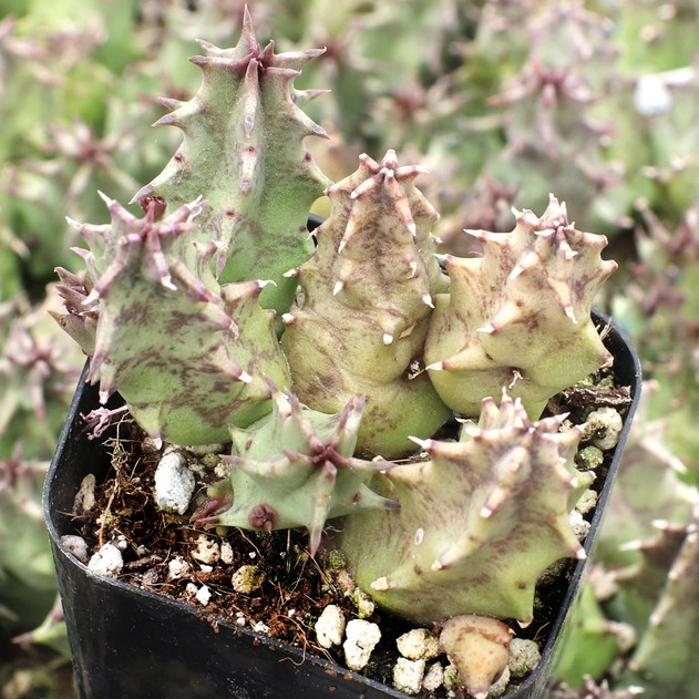 Huernia thuretii var. primulina