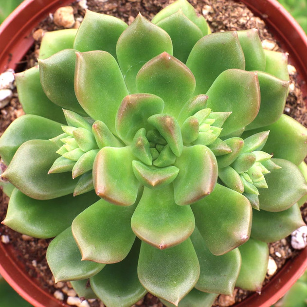 Echeveria 'Emerald Ripple'