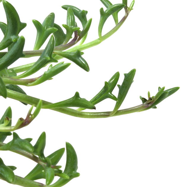 Senecio peregrinus (now x Bacurio delfinatifolius) - String of Dolphins - Leaf Details