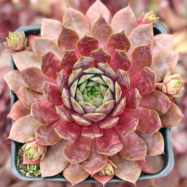 Chick Charms® Plum Parfait™ (Mature) - May