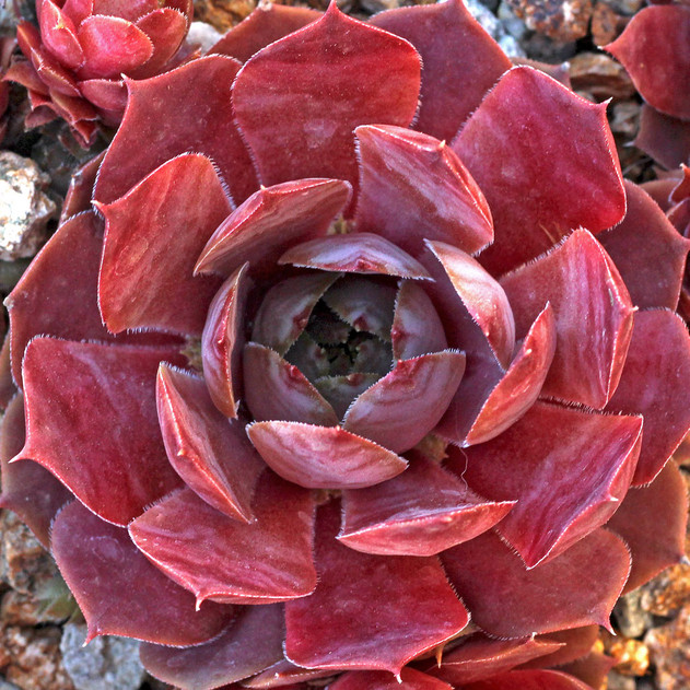 Chick Charms® Plum Parfait™ (Outdoors) - May