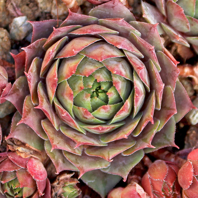 Chick Charms® Plum Parfait™ (Outdoors) - November