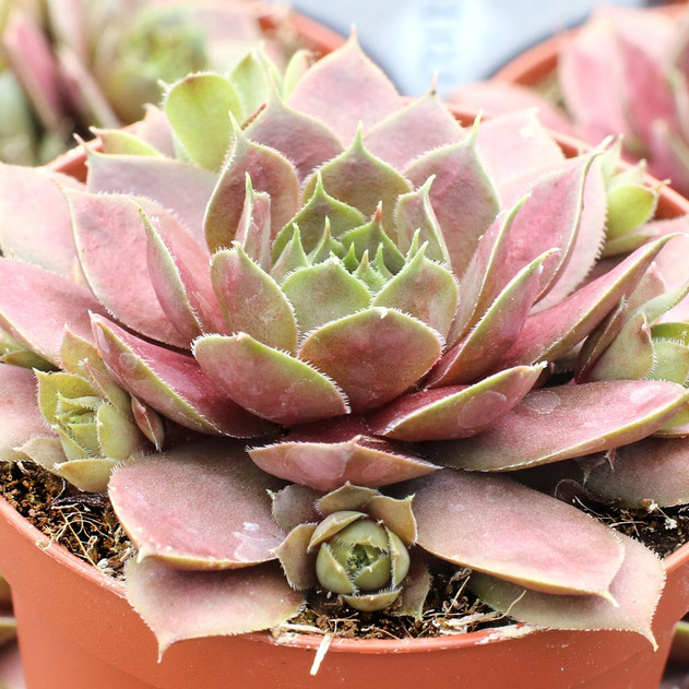 Chick Charms® Plum Parfait™ [large]