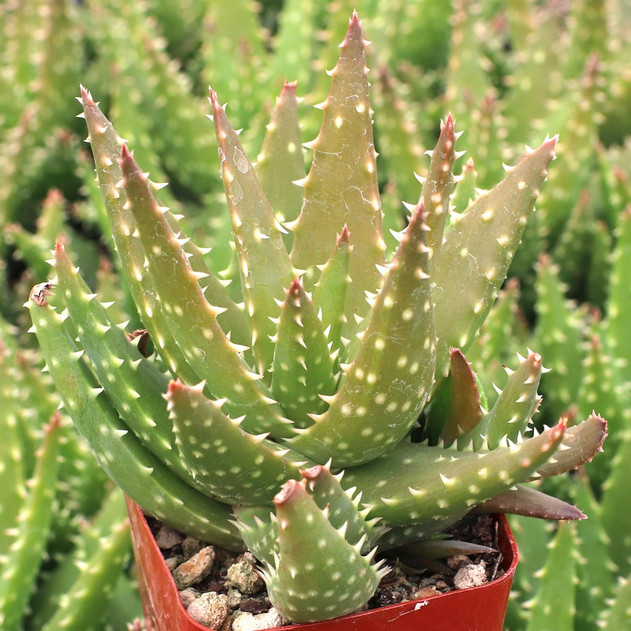Aloe 'Minnie Belle' - May