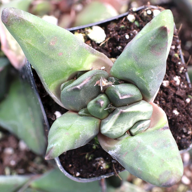Gasteria nigricans f. monstrose
