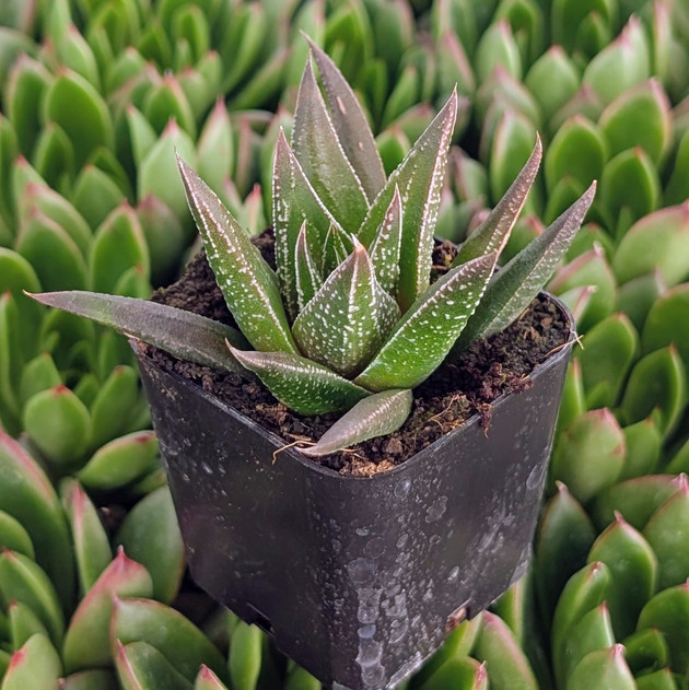 Haworthia herbacea