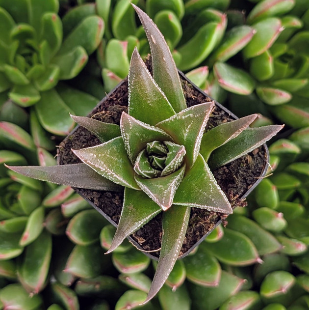 Haworthia herbacea