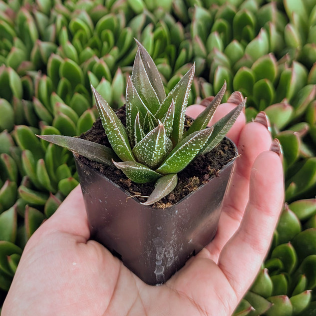 Haworthia herbacea