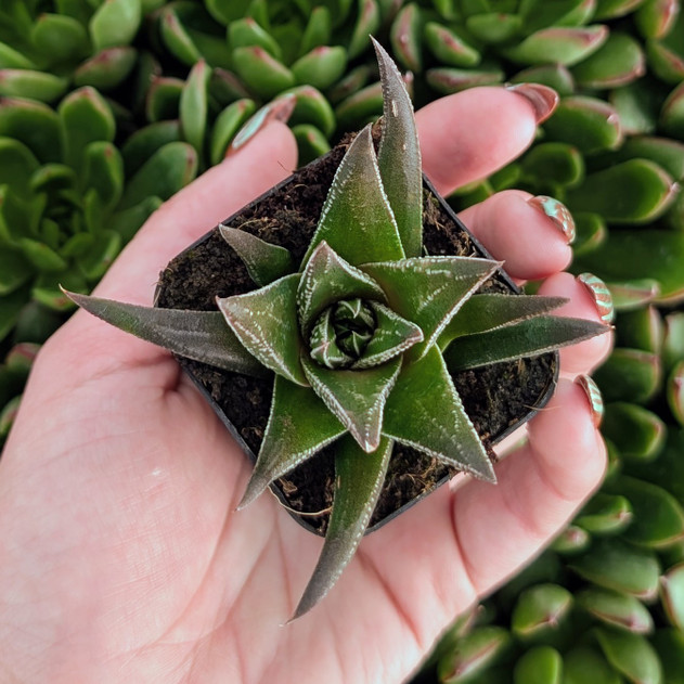 Haworthia herbacea