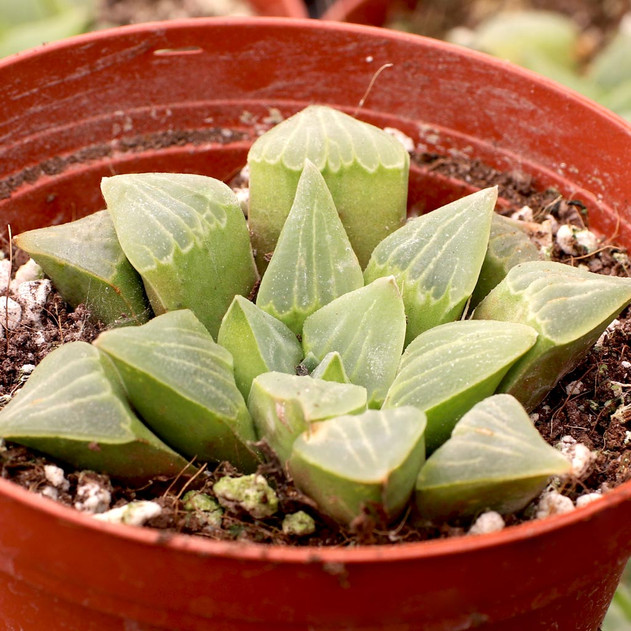 Haworthia pygmaea