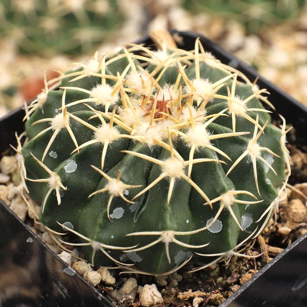 Parodia sellowii