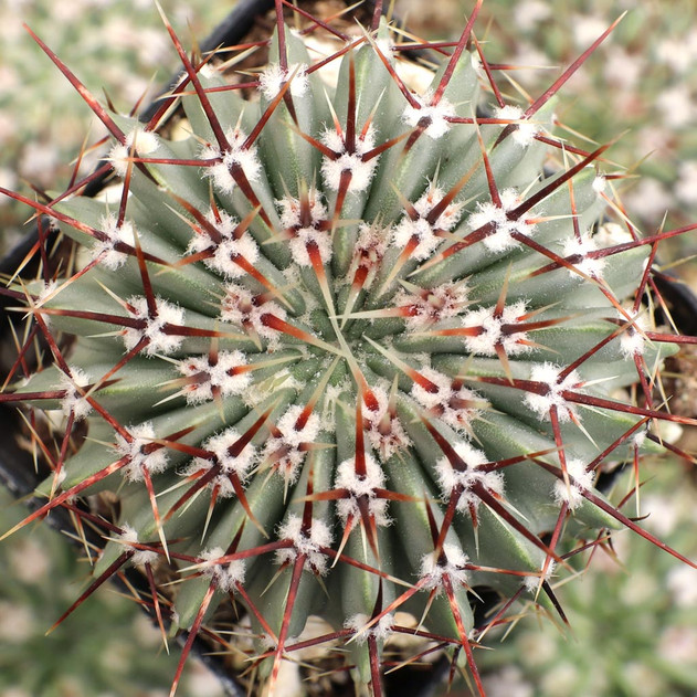 Parodia buiningii