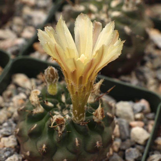 Eriosyce heinrichiana var. setosiflora - Bloom