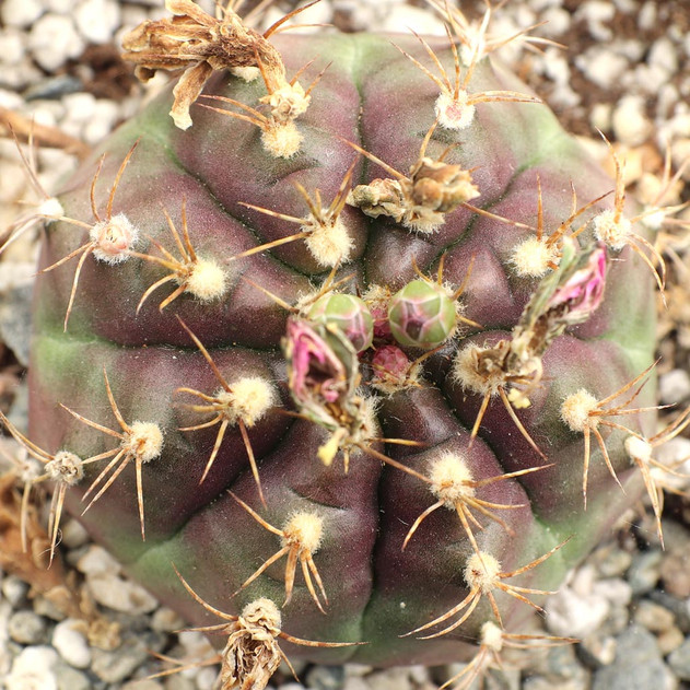 Gymnocalycium anisitsii [large]