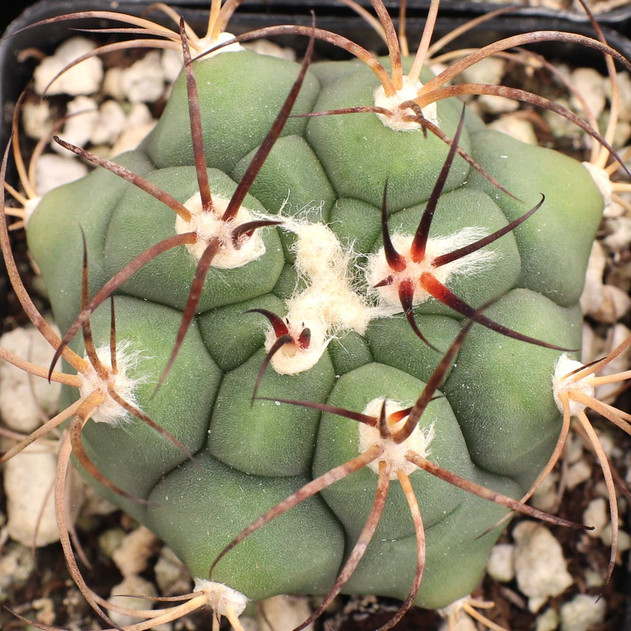 Gymnocalycium pflanzii