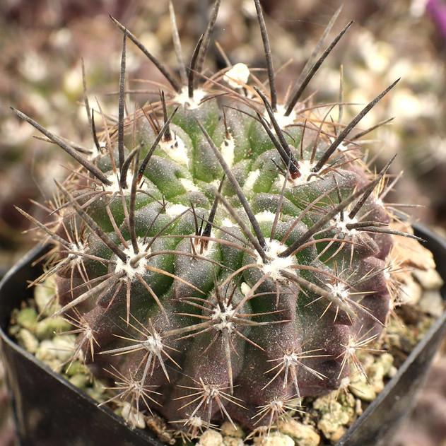 Eriosyce taltalensis ssp. paucicostata