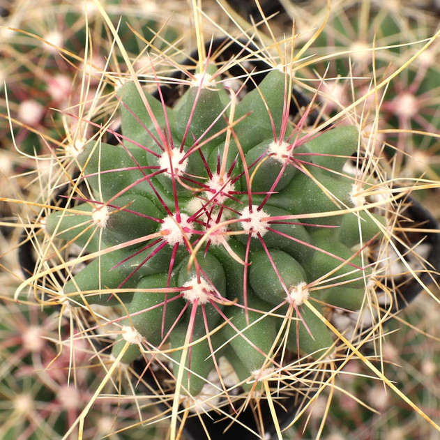 Ferocactus hamatacanthus ssp. sinuatus - Top View