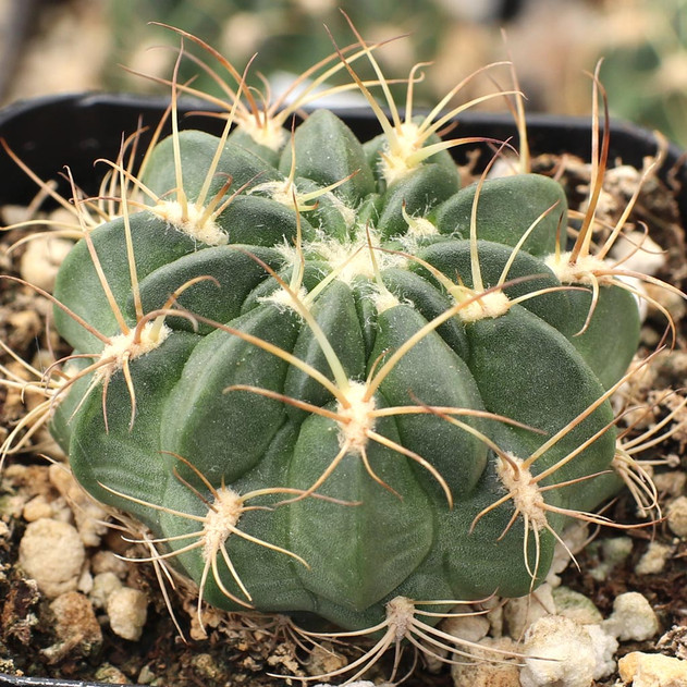 Echinopsis pentlandii var. aculeata
