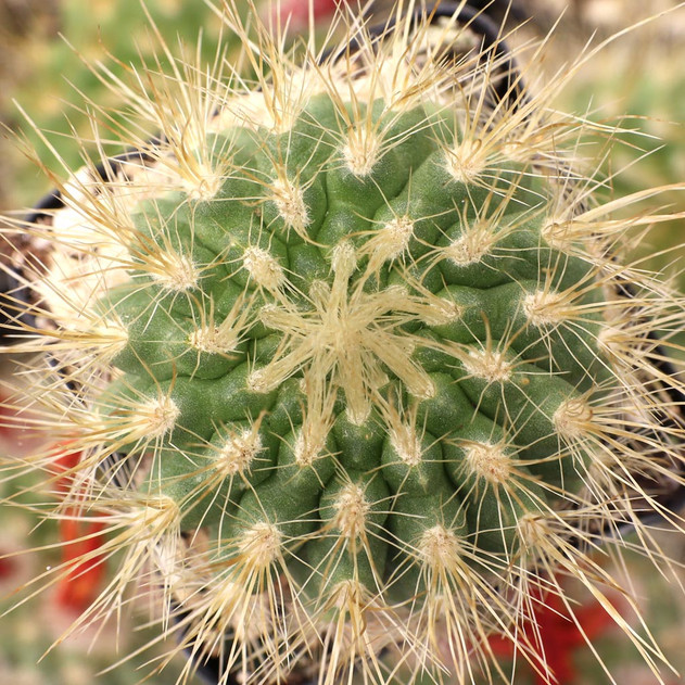 Parodia penicillata