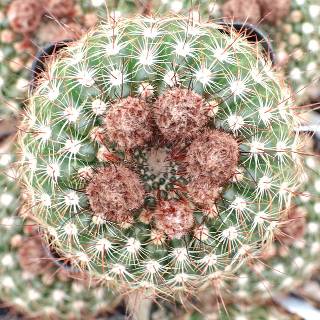 Parodia concinna - Sun cup