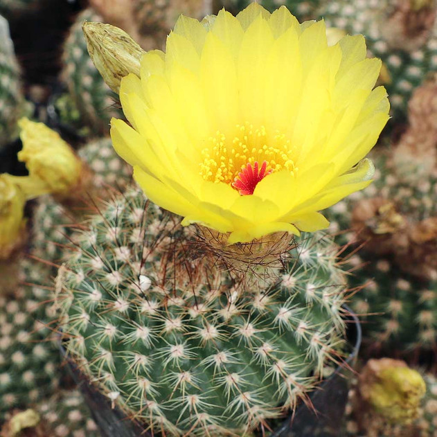Parodia concinna - Sun cup - April