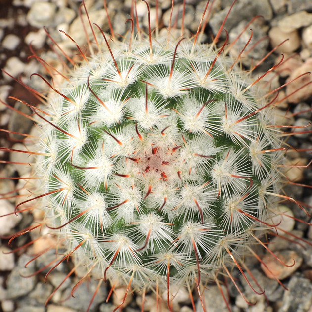 Mammillaria bombycina