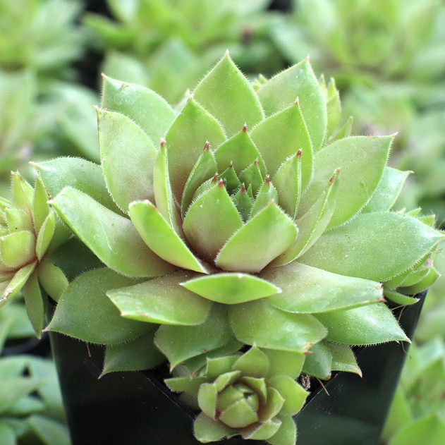 Sempervivum 'Saharasonne'