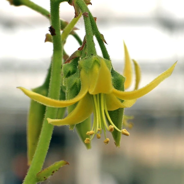 Cotyledon campanulata 'Vingers'