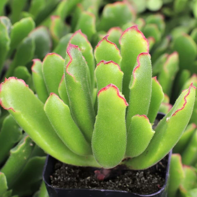 Cotyledon campanulata 'Vingers'