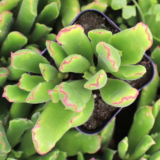 Cotyledon campanulata 'Vingers'