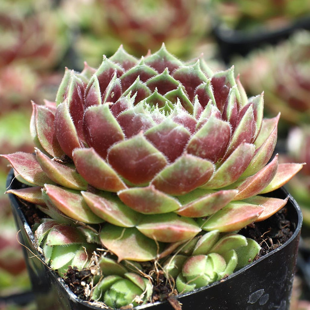 Sempervivum 'Dark Point'