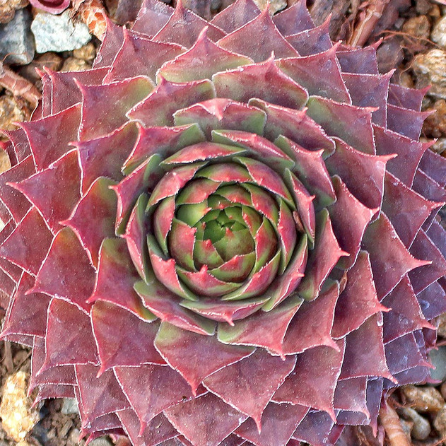 Sempervivum 'El Greco' (Outdoors) - November