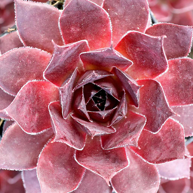 Sempervivum 'Pacific Daemon' - March