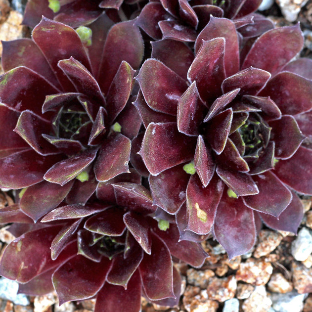 Sempervivum 'Black Mini' (Outdoors) - May