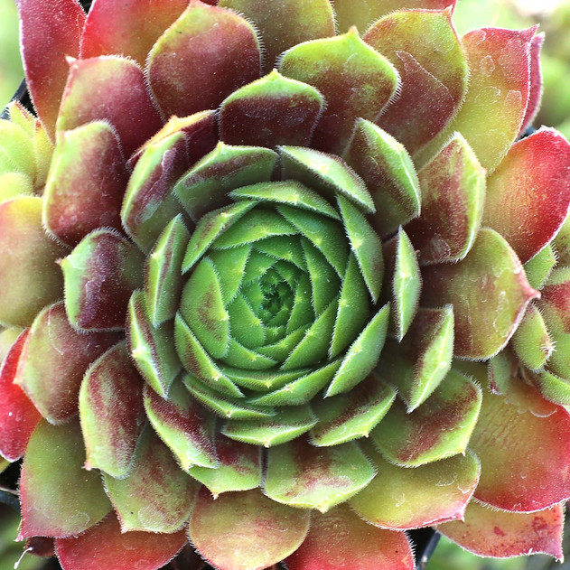 Sempervivum 'Black Mini'
