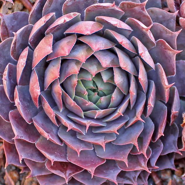 Sempervivum 'Pacific Jordan' (Outdoors) - November