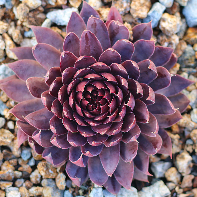 Sempervivum 'Pacific Jordan' (Outdoors) - January
